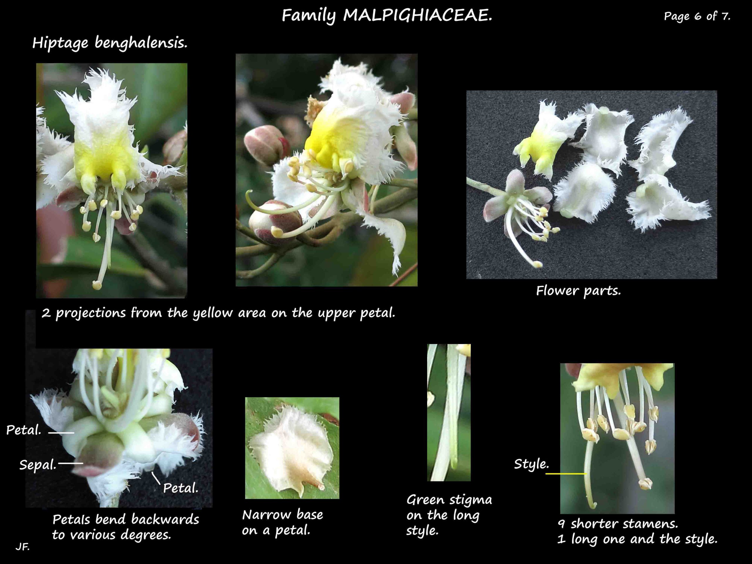 6 Hiptage flower parts
